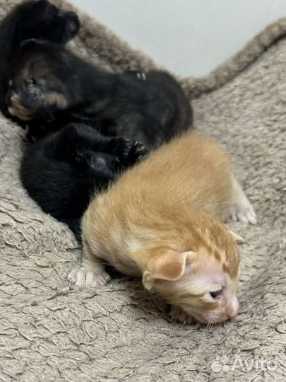 Орики к новому году