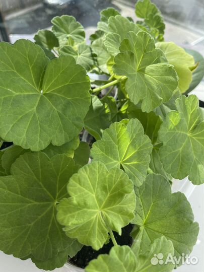 Герань пеларгония