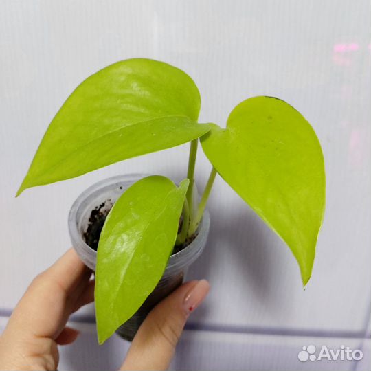 Сциндапсус неон,филодендрон бразил триколор
