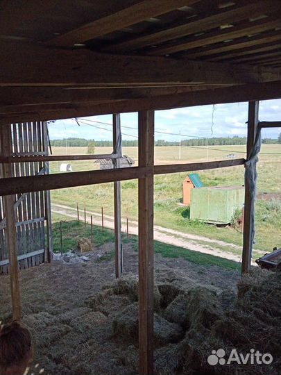 Сено в тюках 2023года,из засеянных трав