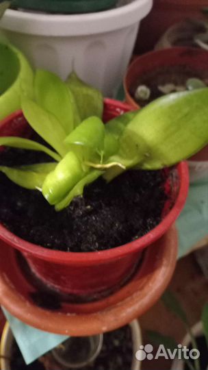 Сансевиерия