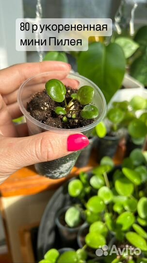 Пилея пеперомиевидная