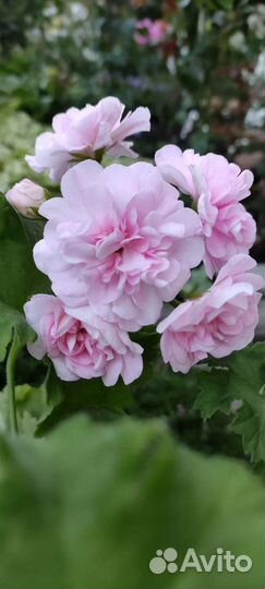 Пеларгония лиа Виктория