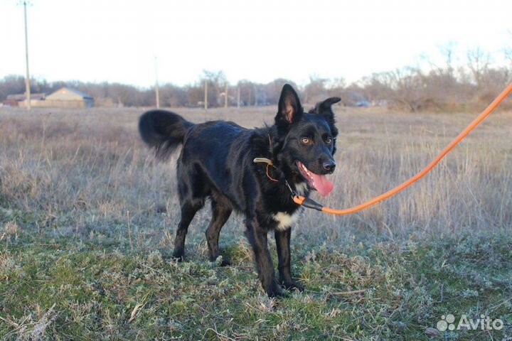 Кобель в добрые руки