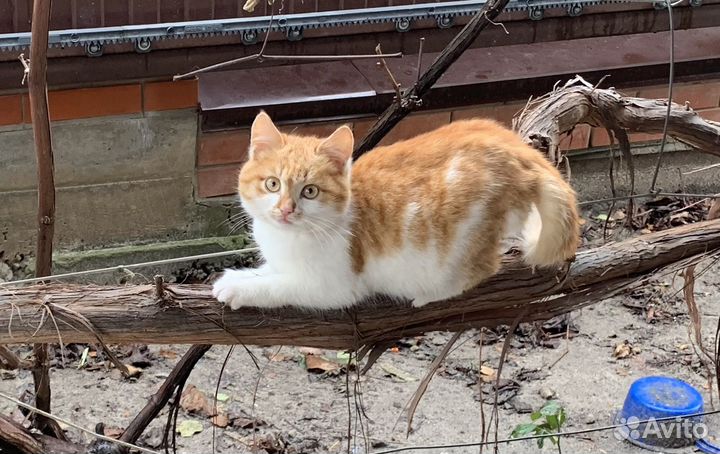 Кошки в добрые руки