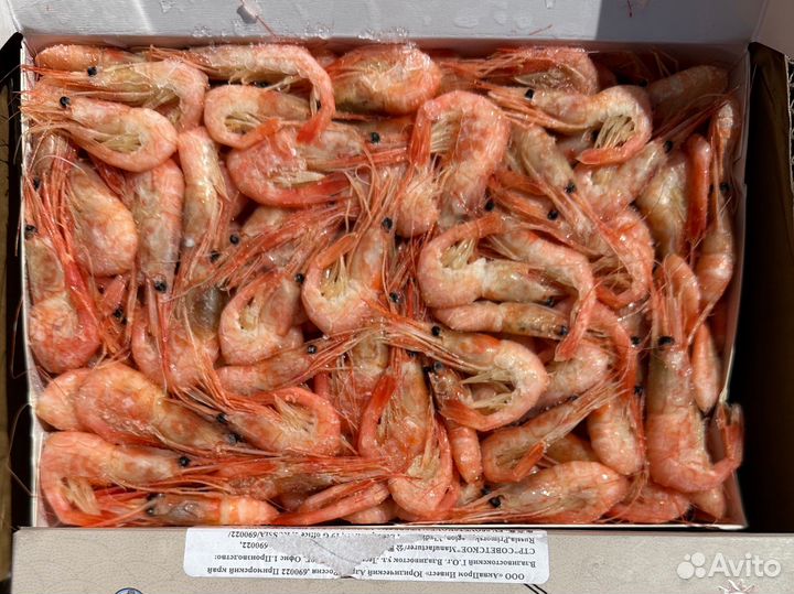 Креветка углохвостая