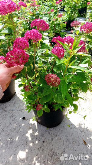 Гортензия древовидная розовая