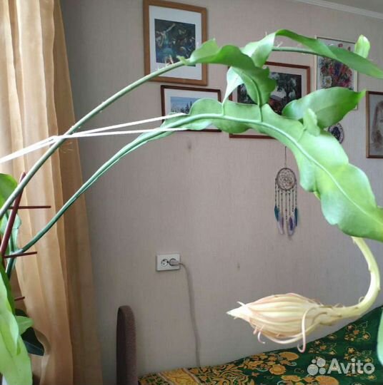 Комнатные цветы 