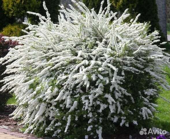 Спирея разные сорта