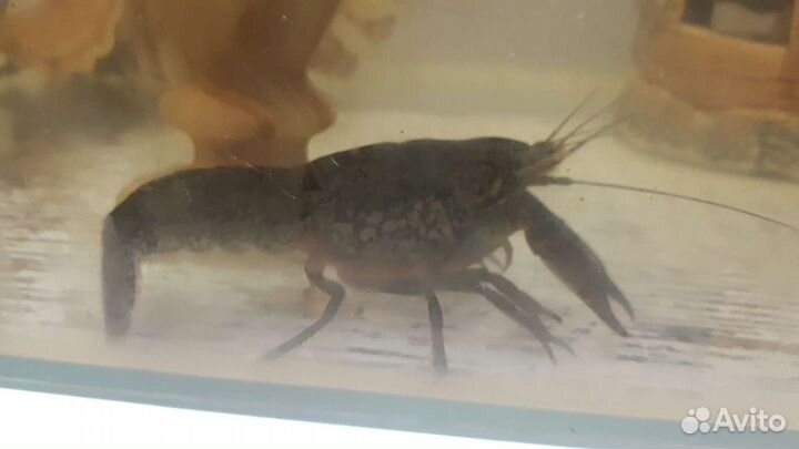 Аквариумные раки