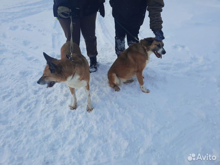 Собака в добрые руки