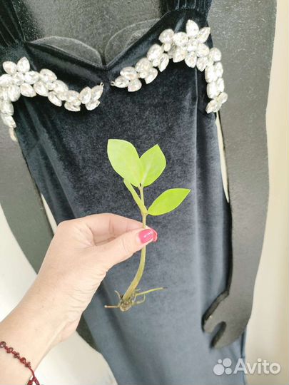 Долларовое дерево