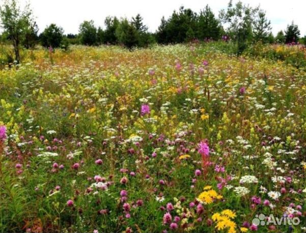 Мед 24 года Алтайский опт