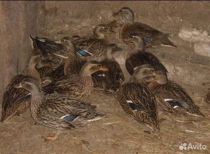 Подсадные утки