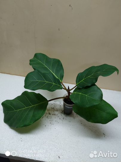 Редкие фикусы