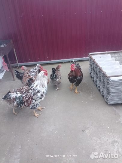 Инкубационное яйцо ливенских ситцевых кур