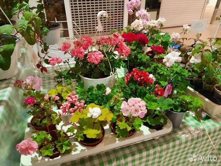 Выставка растений в Магнитогорске