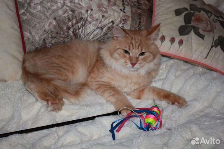 Добряк кот Рыжастик ищет дом