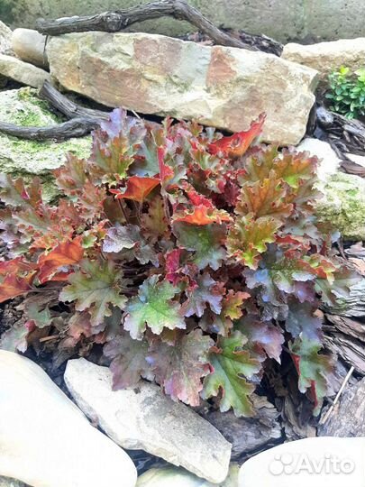 Садовые цветы и кустарники