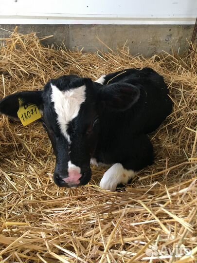 Бычки и телята