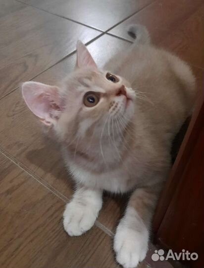 Шотланский котенок