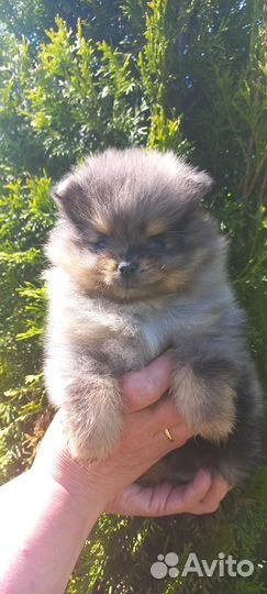 Щенки шпица