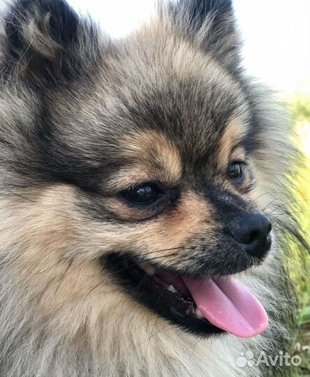 Померанский шпиц вязка