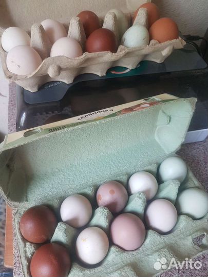 Куриные яйца для инкубации