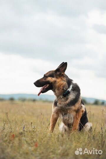 GPS для животных