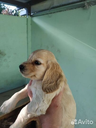 Русский спаниель