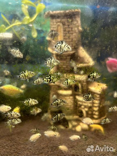 Рыба попугай