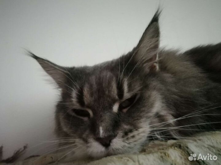 Кошка мейн-кун в дар