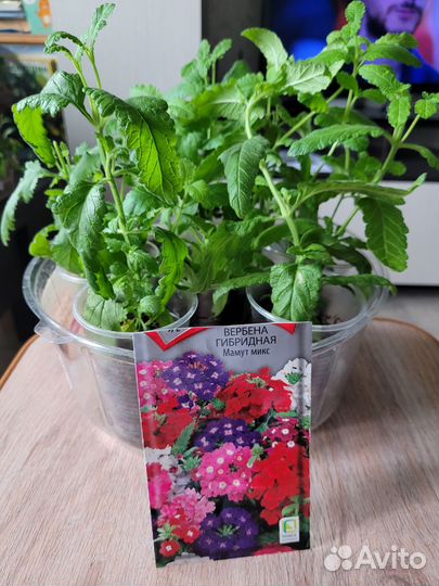 Петуния (цветы для дачи)