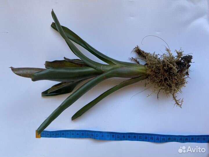 Неорегелия