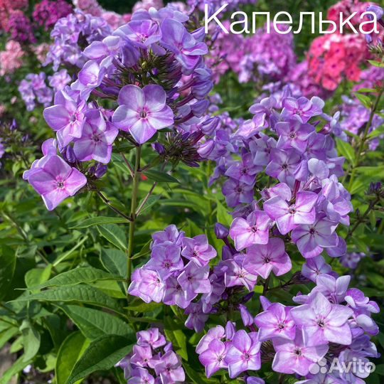 Набор флоксов 12 сортов