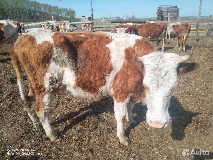 Продам бычков и телок