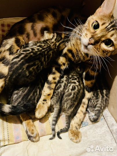 Котята Бенгалы