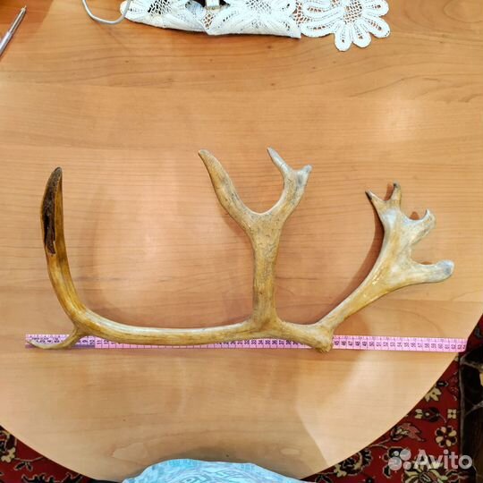 Рога оленя, Рог натуральный, Тарелка декор. Мальта