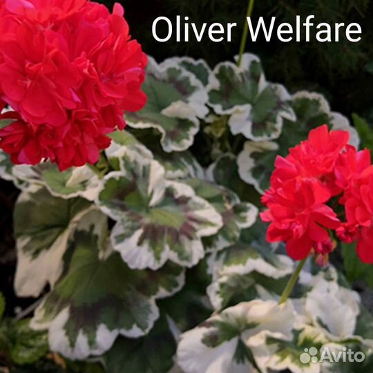 Пеларгонии сортовые