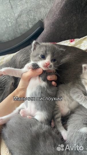 Шотландские котята