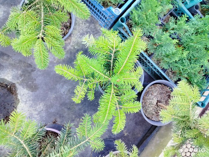 Пихта Нордмана