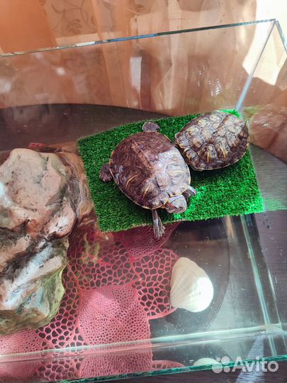 Продаю акавариум черепах без платно
