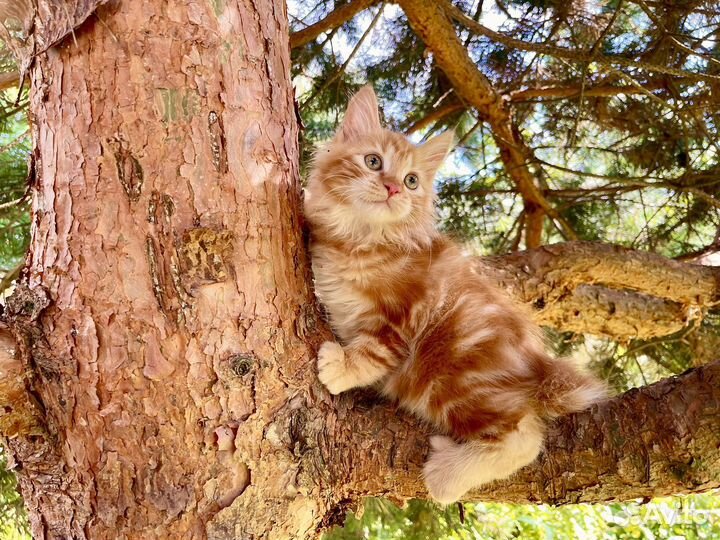 Кошка курильский бобтейл яркий окрас