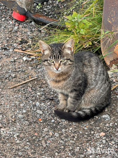 Котики бесплатно