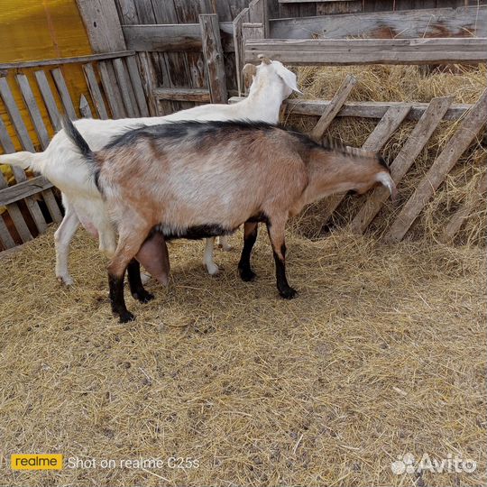 Продам коз нубийки