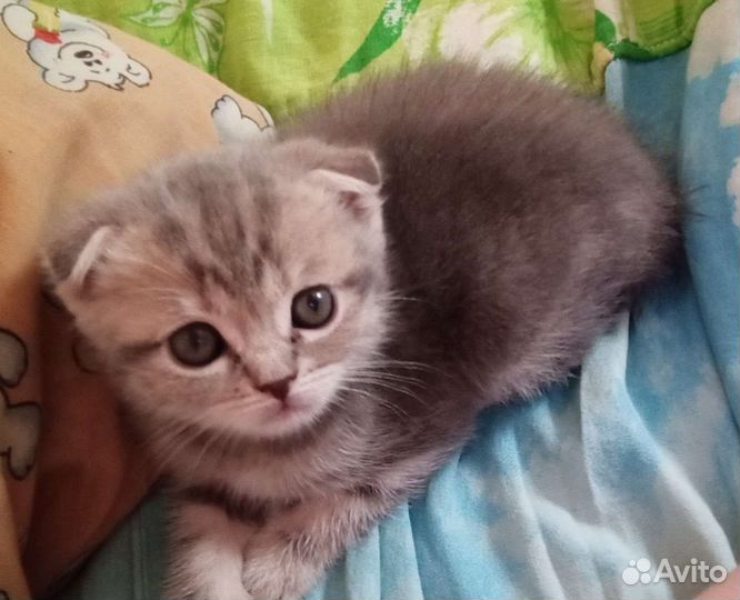 Вислоухая девочка