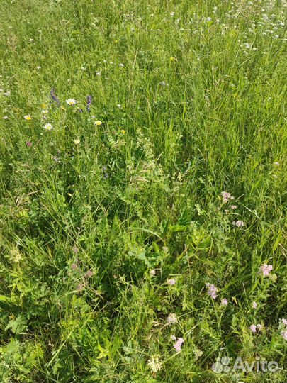 Сено в рулонах