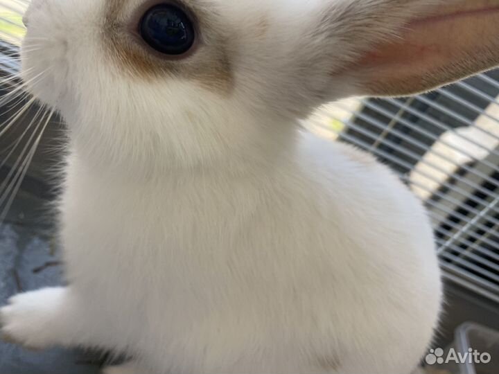 Декоративный кролик