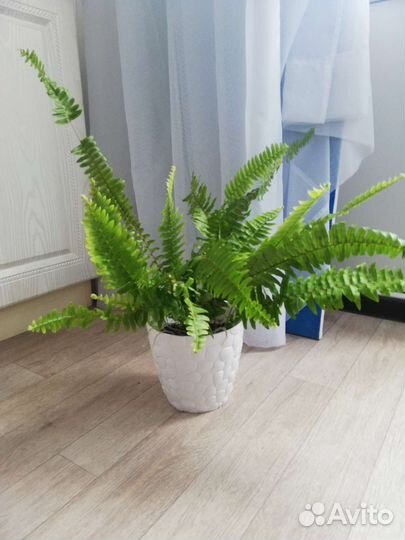 Папоротник комнатный