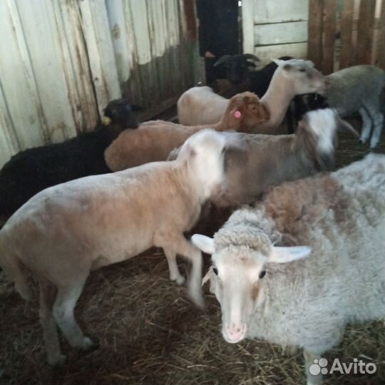 Овцы Бараны